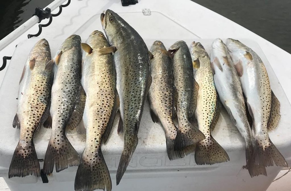 Navarre Beach Speckled Trout Fishing Charters